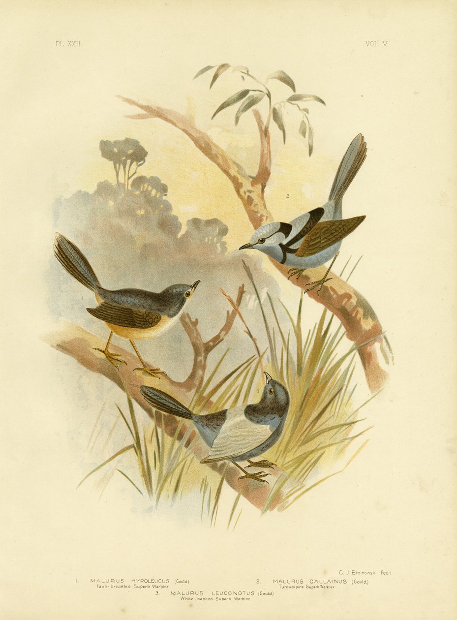 Toutinegra-do-norte fulvo-Breasted, 1891 de Gracius Broinowski