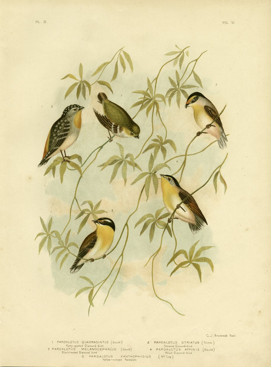 Quarenta-Manchado Diamante ou Quarenta-Manchado Pardalote, 1891 de Gracius Broinowski