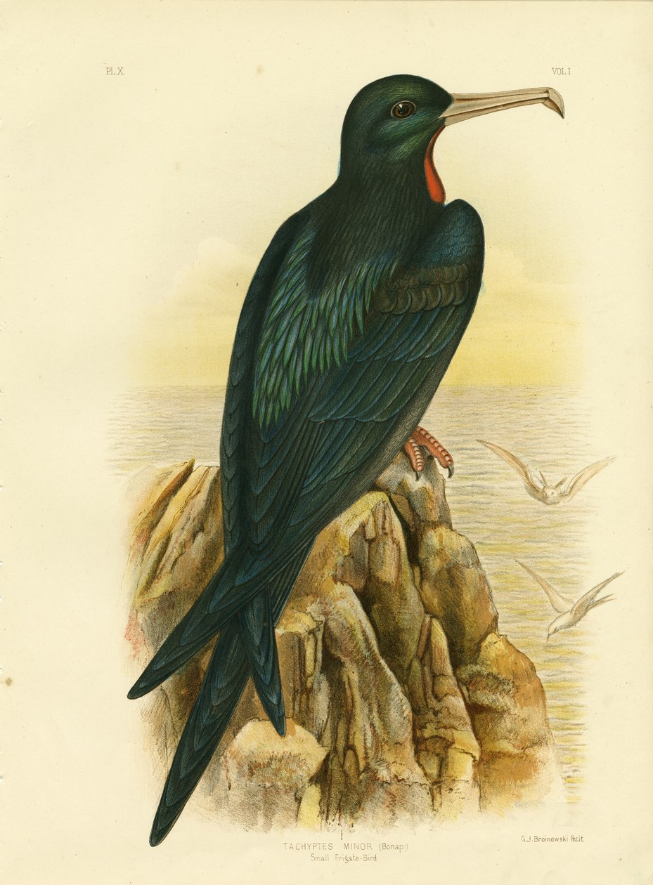 Pássaro de fragata, 1891 de Gracius Broinowski