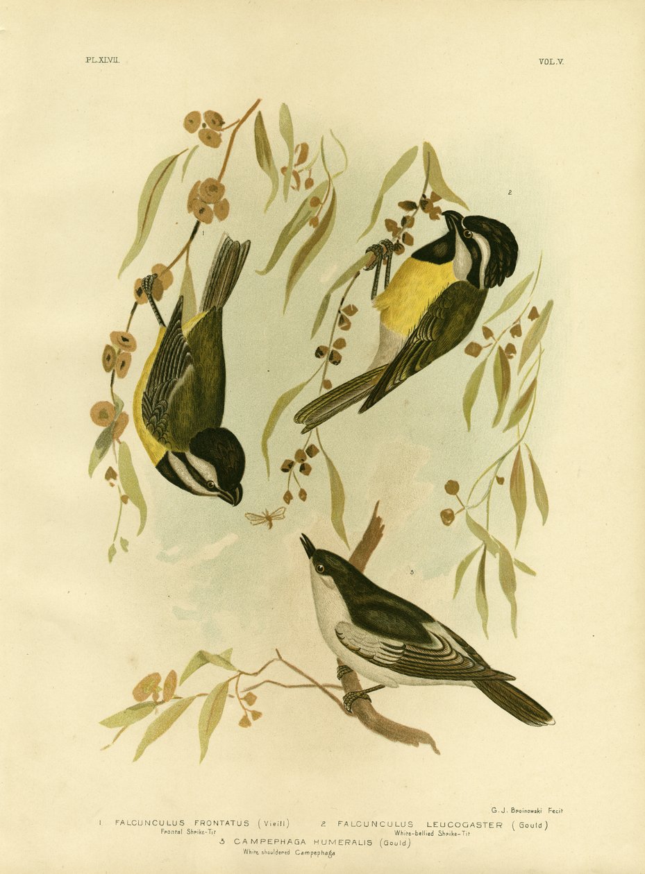Picanço-Tit frontal ou Picanço-Tit Crested, 1891 de Gracius Broinowski