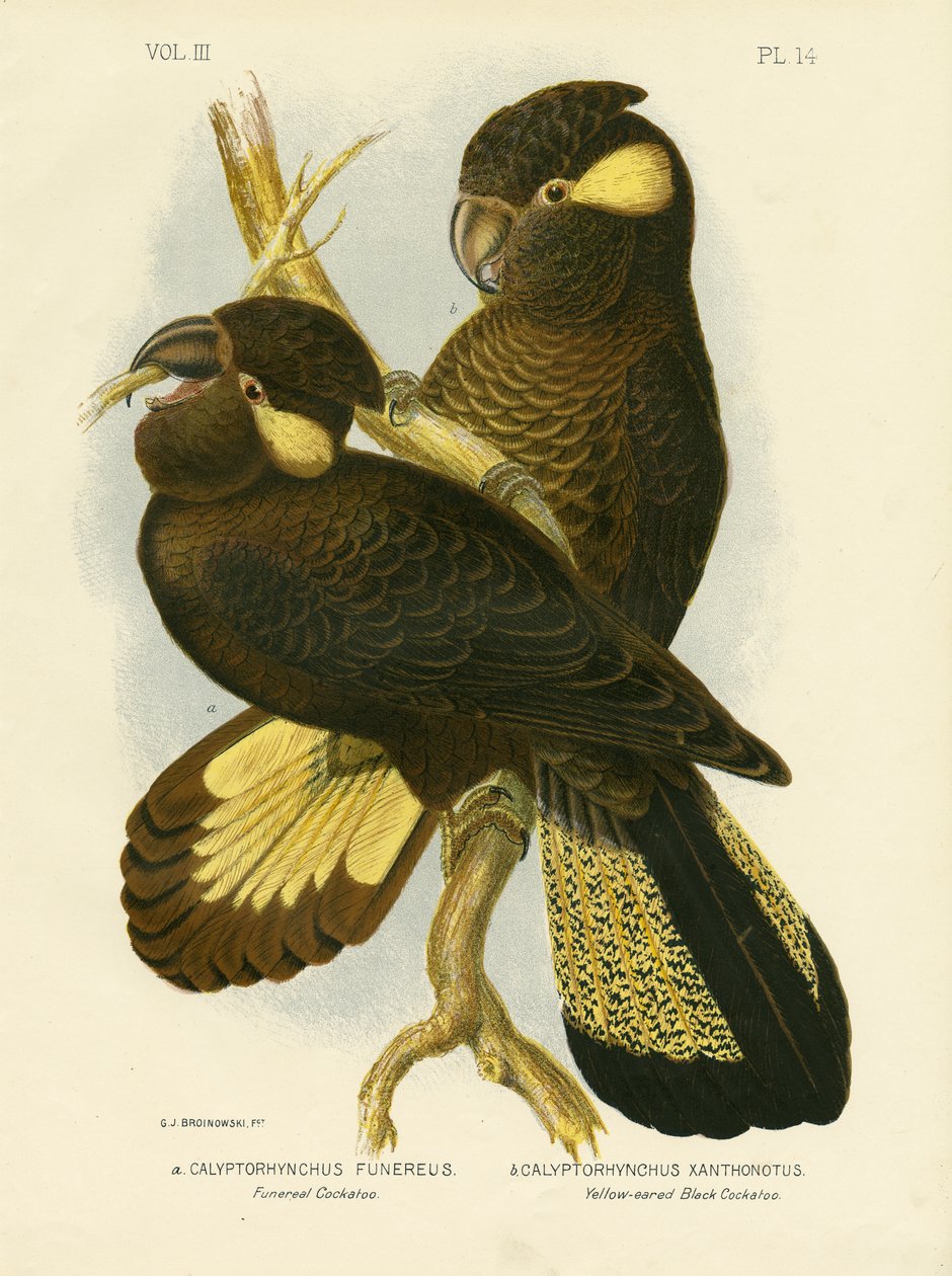 Cacatua Funerária, 1891 de Gracius Broinowski