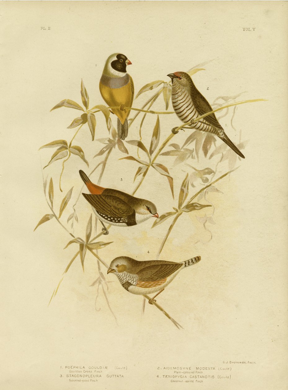Golden Grass Finch, 1891 de Gracius Broinowski