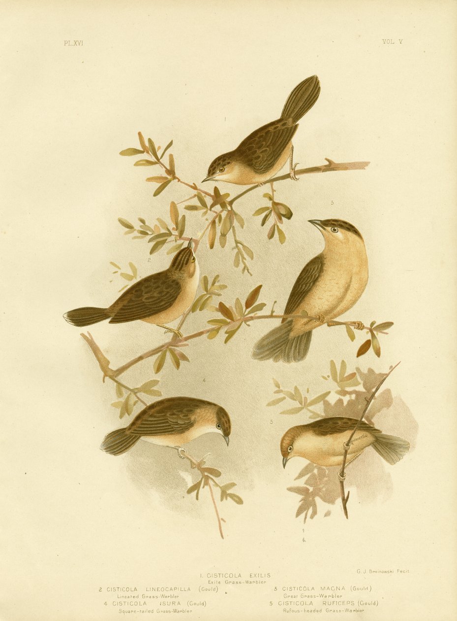 Cisticola de cabeça dourada ou Cisticola com tampa de ouro, 1891 de Gracius Broinowski