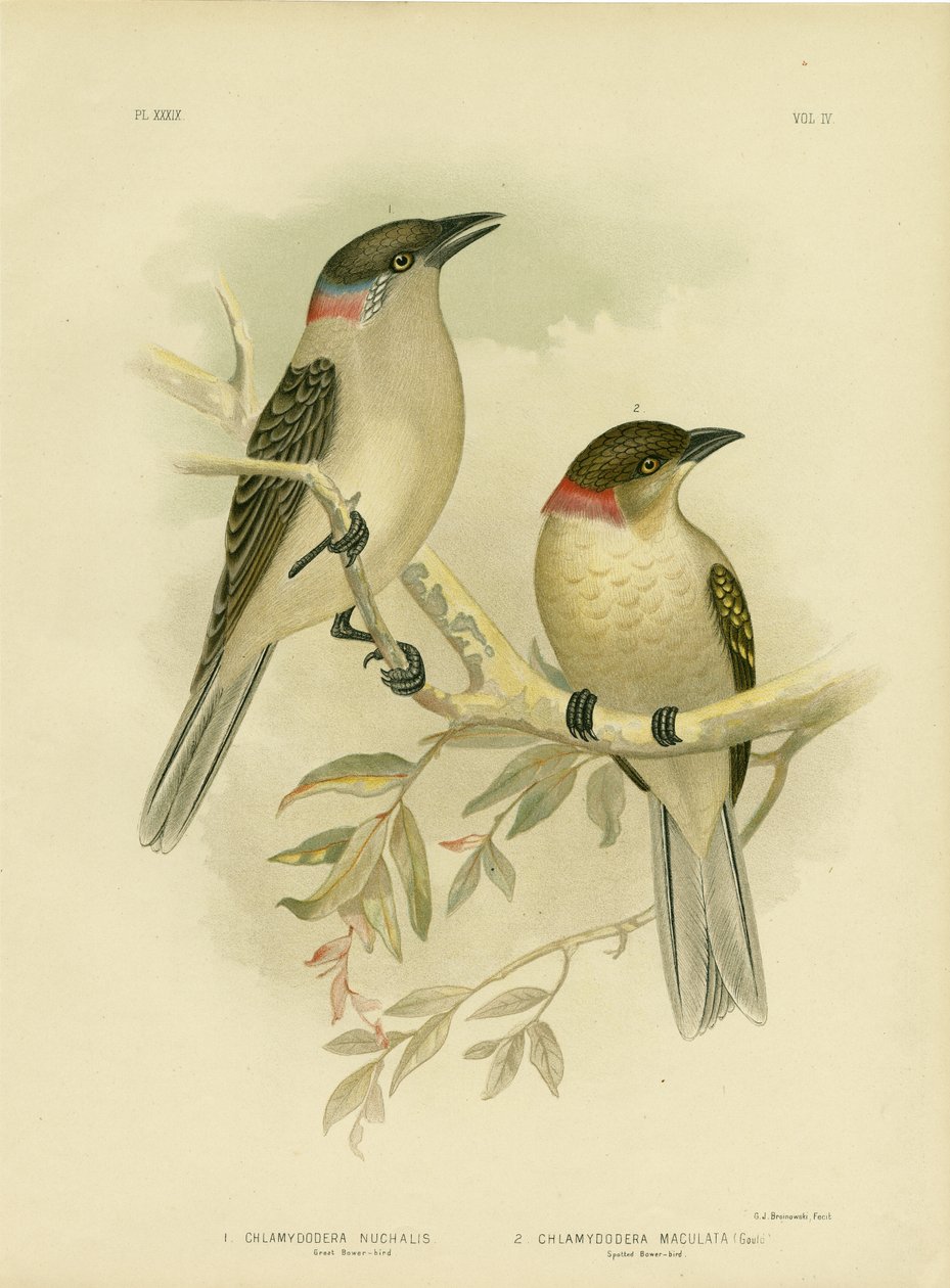 Grande Bowerbird, 1891 de Gracius Broinowski