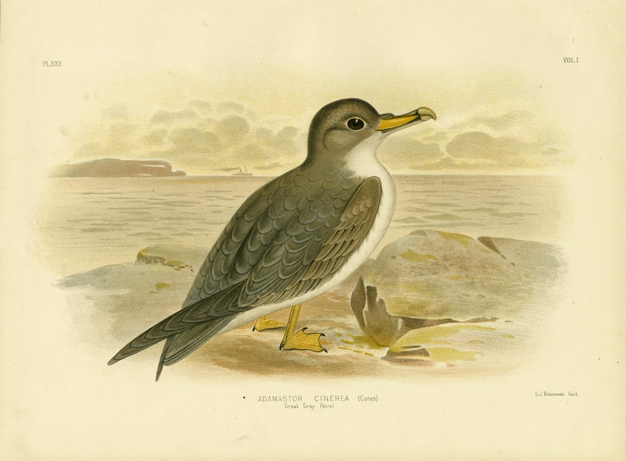Grande Petrel Cinzento, 1891 de Gracius Broinowski