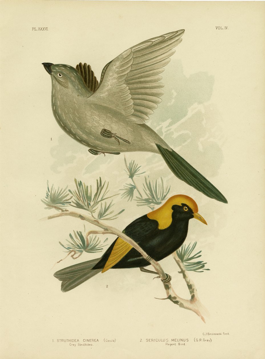 Struthidea Cinzento ou Apóstolo, 1891 de Gracius Broinowski
