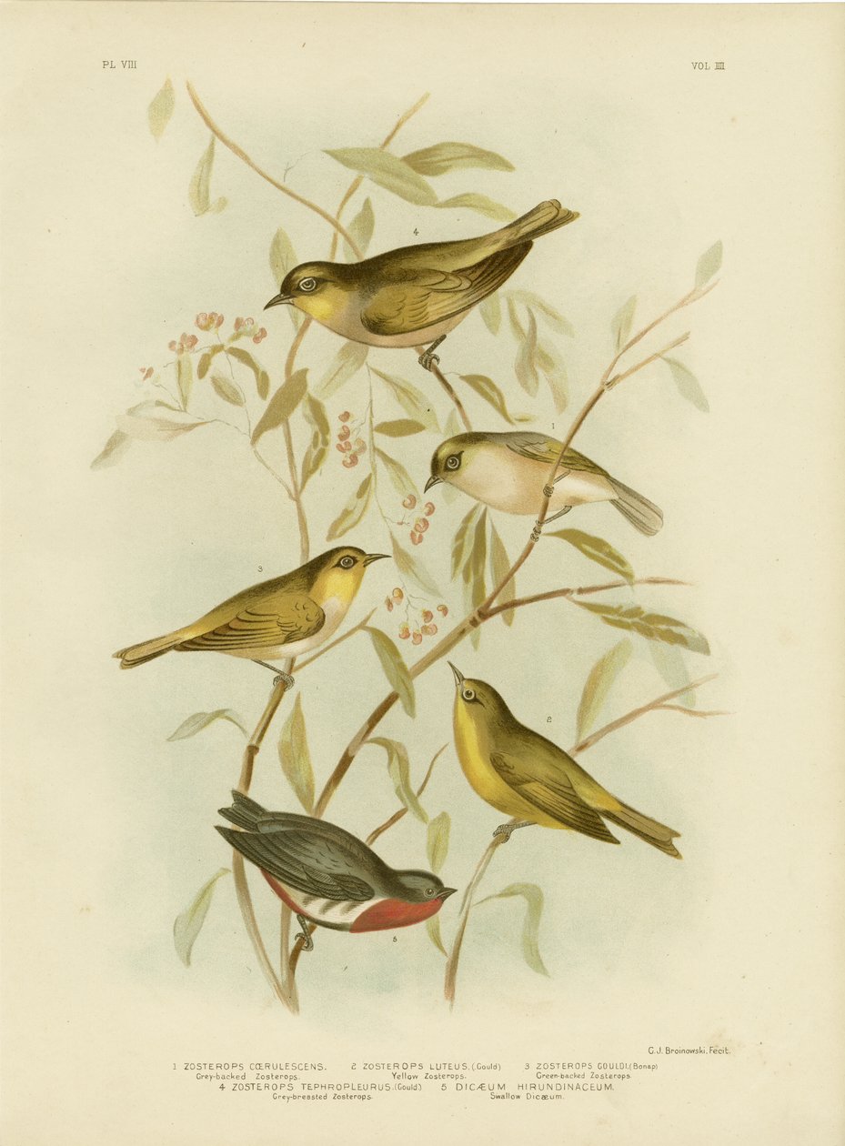 Zosterops Cinzento-Suportados, 1891 de Gracius Broinowski