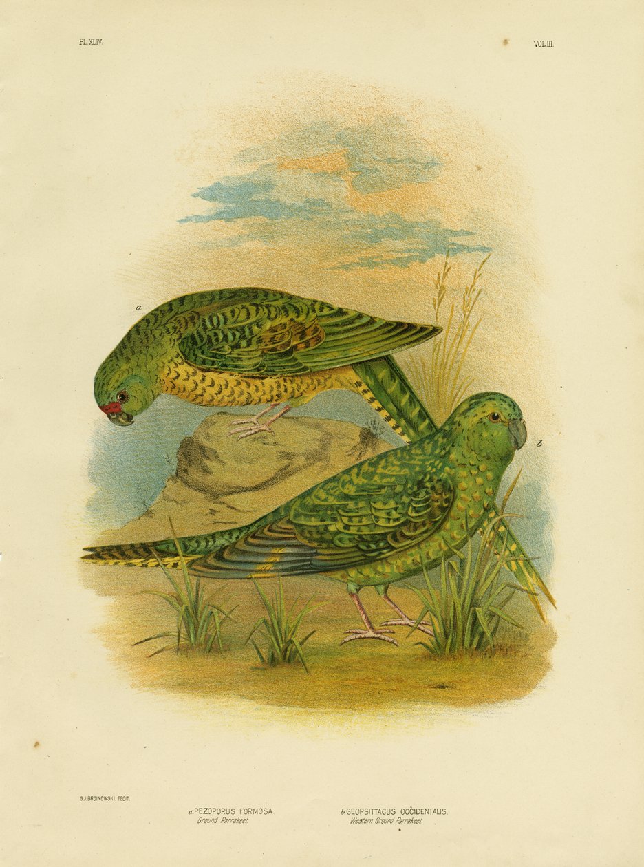 Periquito-do-chão, 1891 de Gracius Broinowski