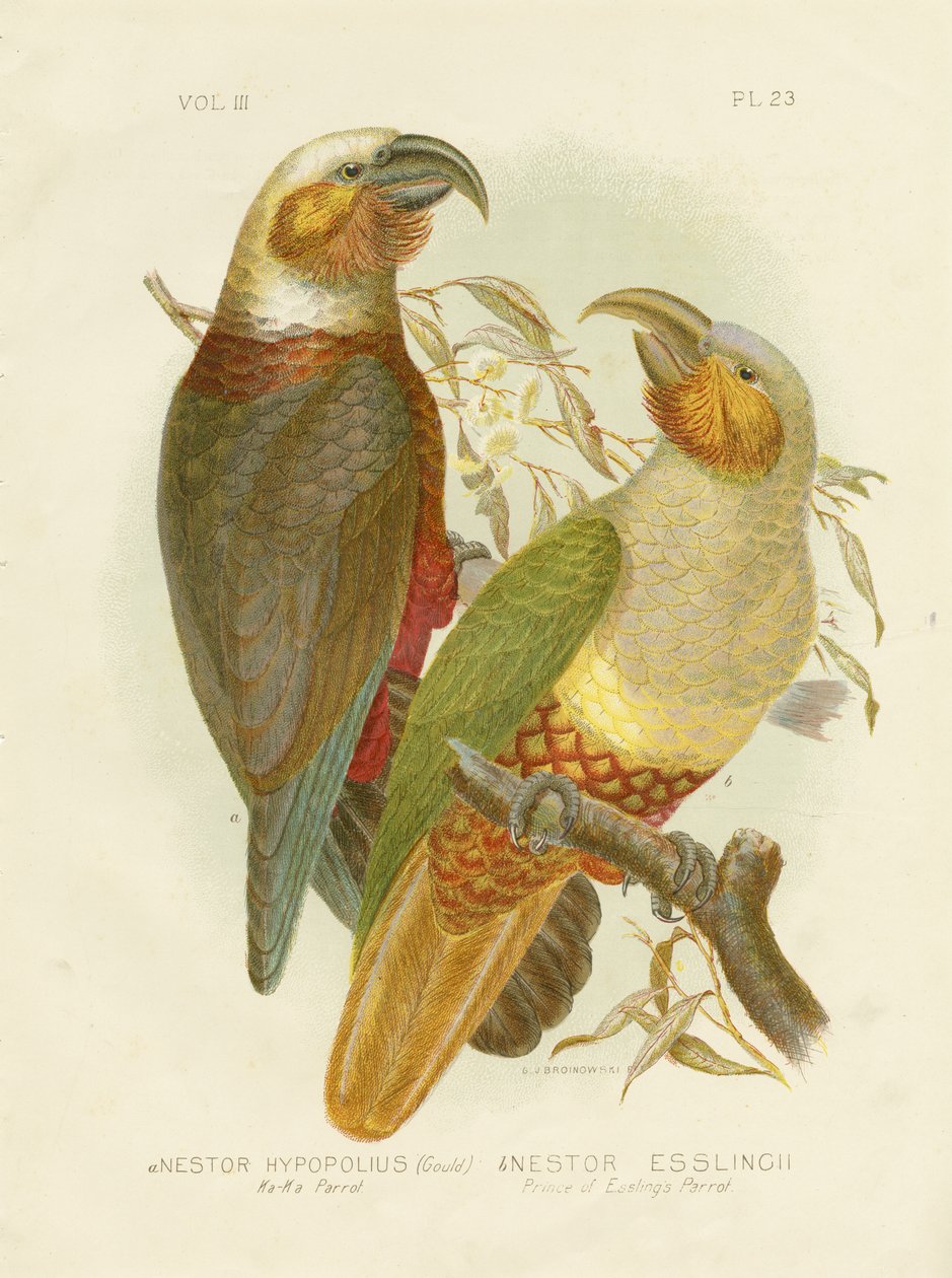 Papagaio Kaka, 1891 de Gracius Broinowski