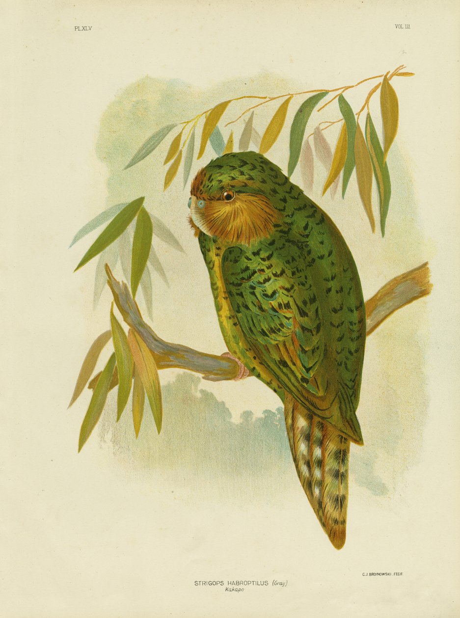 Kakapo, 1891 de Gracius Broinowski