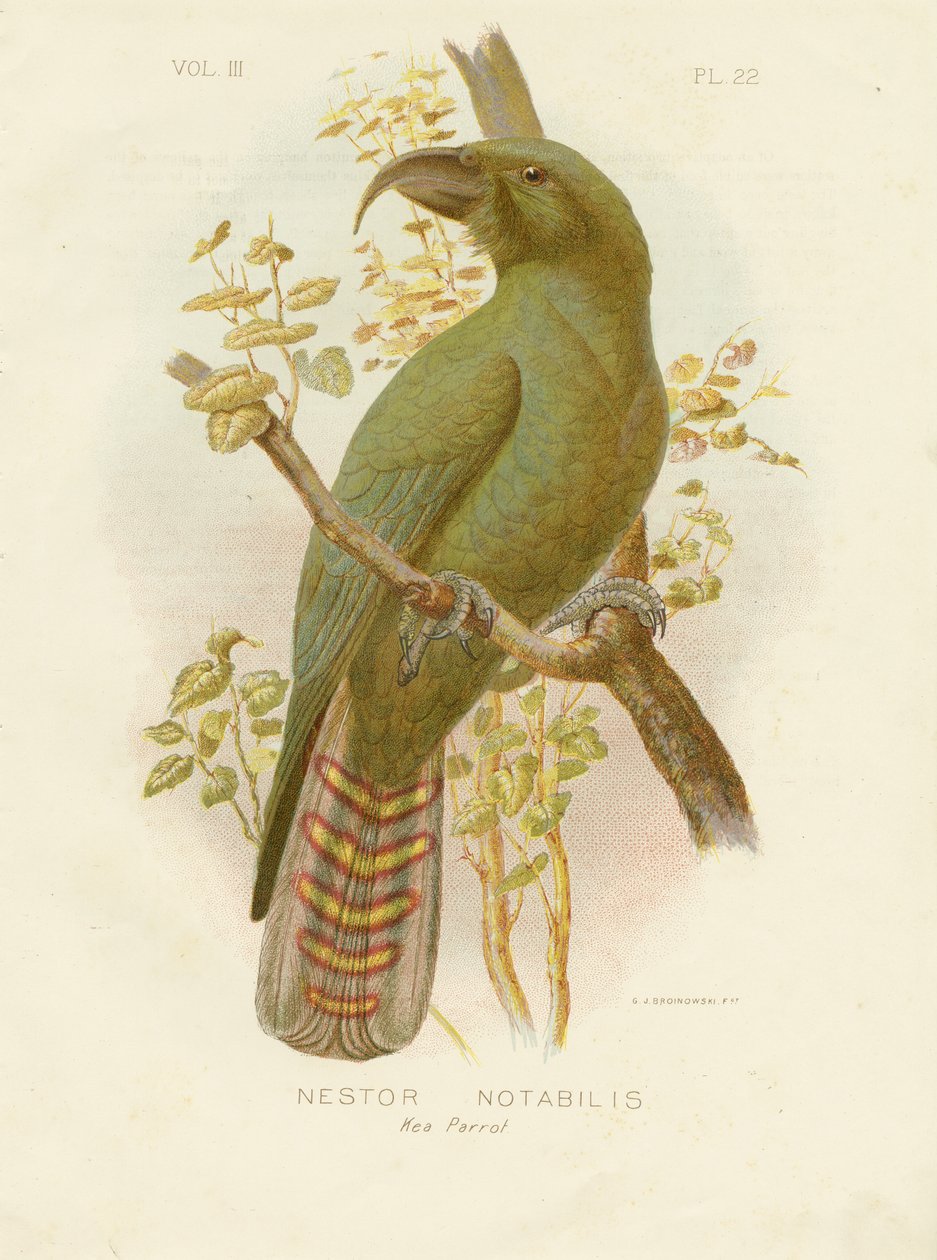 Kea, 1891 de Gracius Broinowski