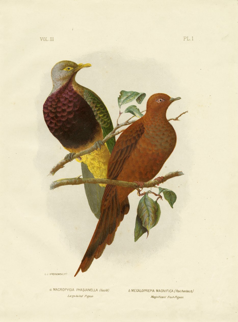 Pombo-de-cauda-grande ou pombo-marrom ou marrom Cuckoo-Dove, 1891 de Gracius Broinowski