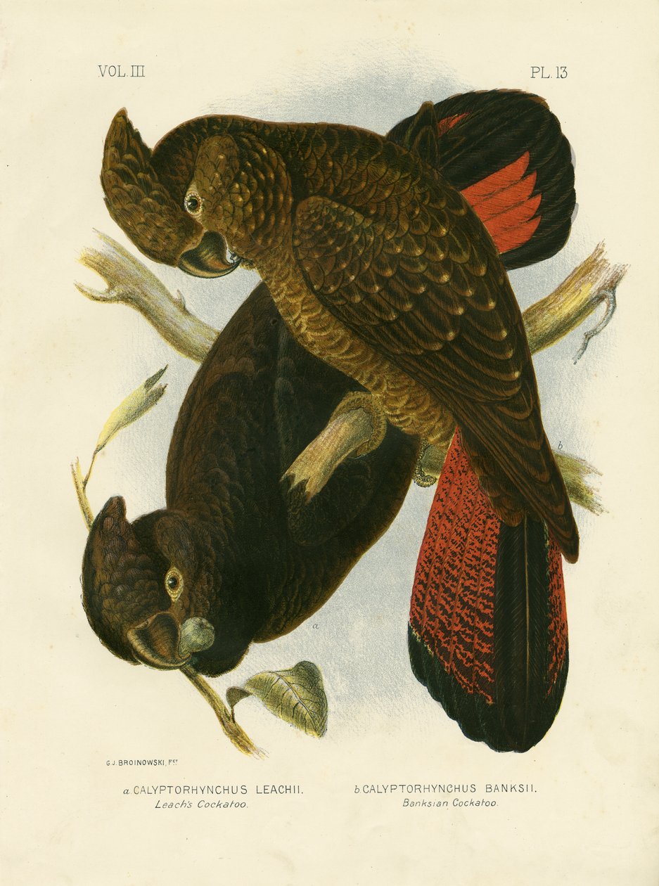 Cacatua de Leach, 1891 de Gracius Broinowski