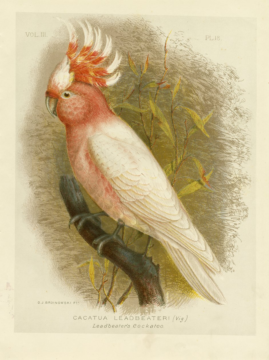 Cacatua de Leadbeater, 1891 de Gracius Broinowski