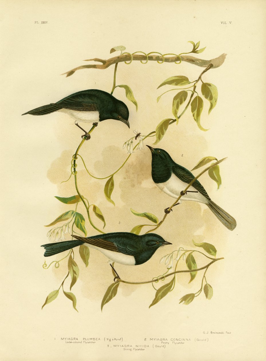 Flycatcher de cor de chumbo ou Flycatcher chumbo, 1891 de Gracius Broinowski