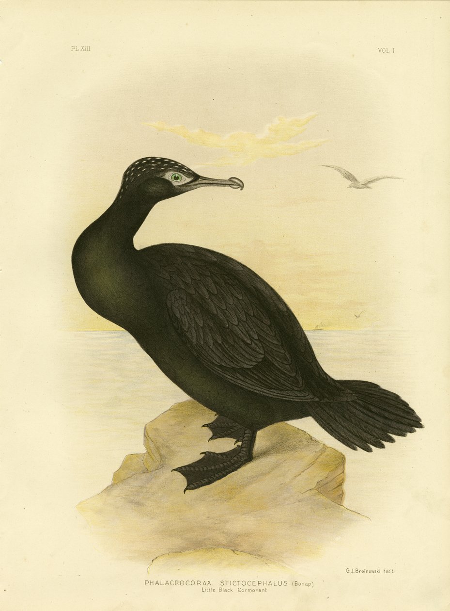 Pequeno Cormorão Negro, 1891 de Gracius Broinowski