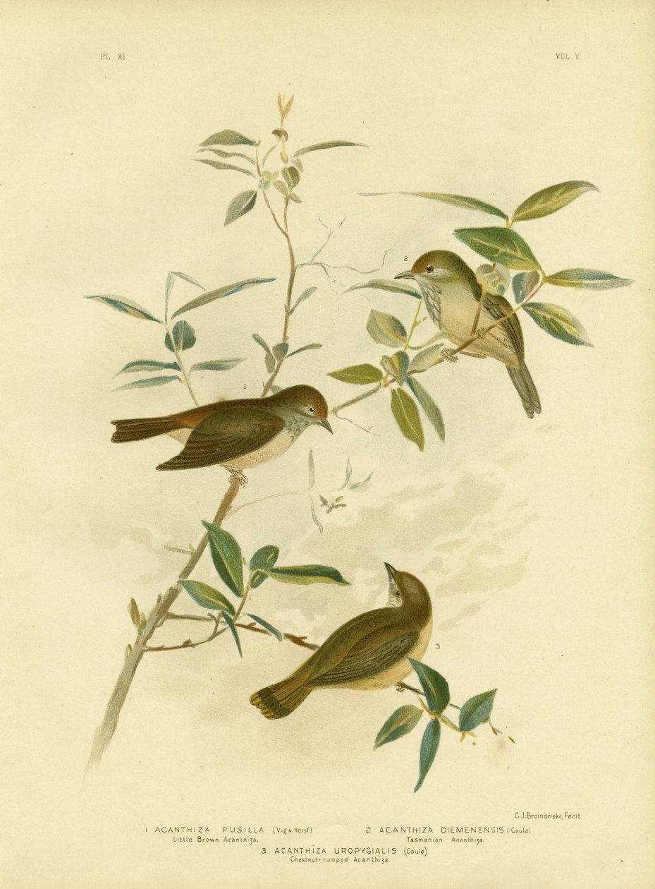 Pouco marrom Thornbill, 1891 de Gracius Broinowski