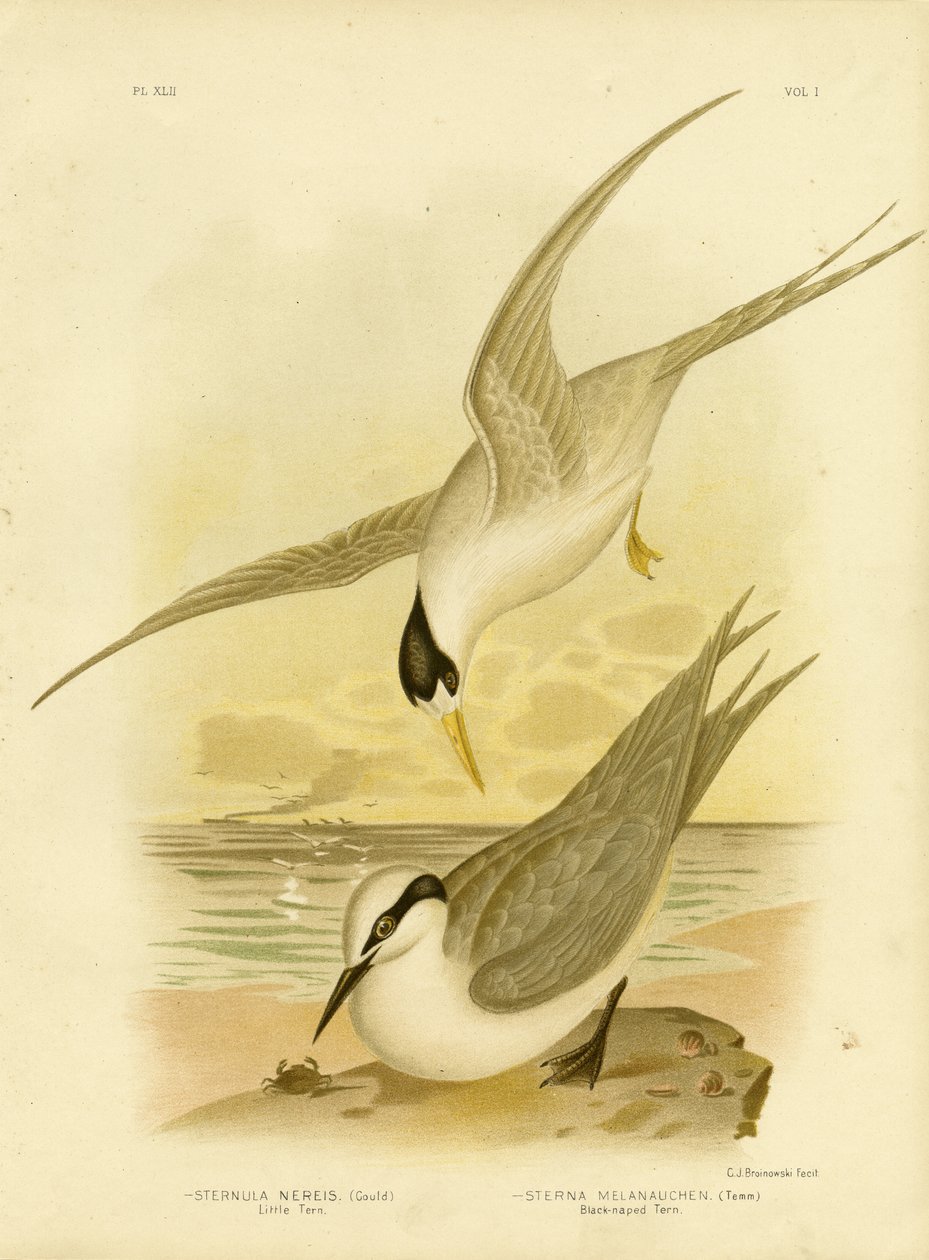 Tern Pequeno, 1891 de Gracius Broinowski