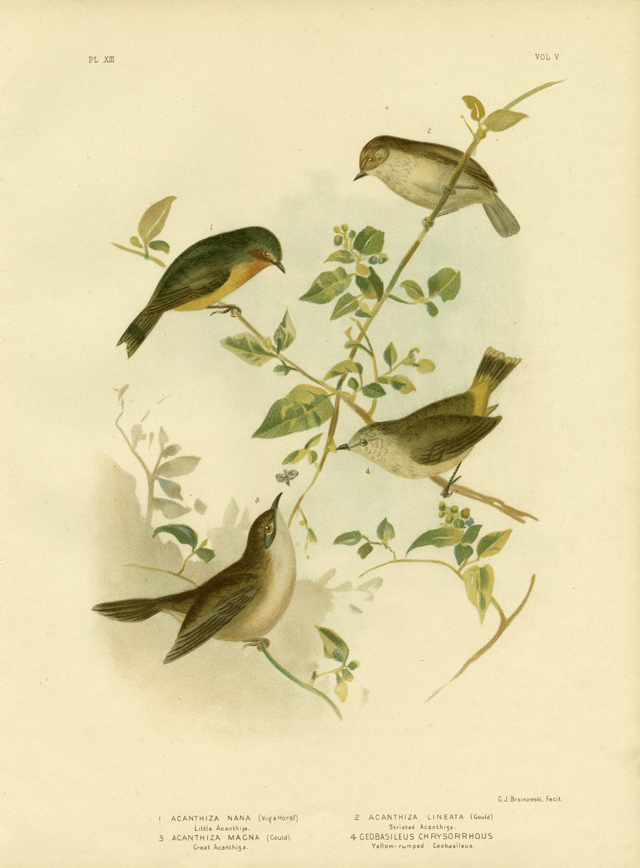 Thornbill pequeno ou Thornbill amarelo, 1891 de Gracius Broinowski