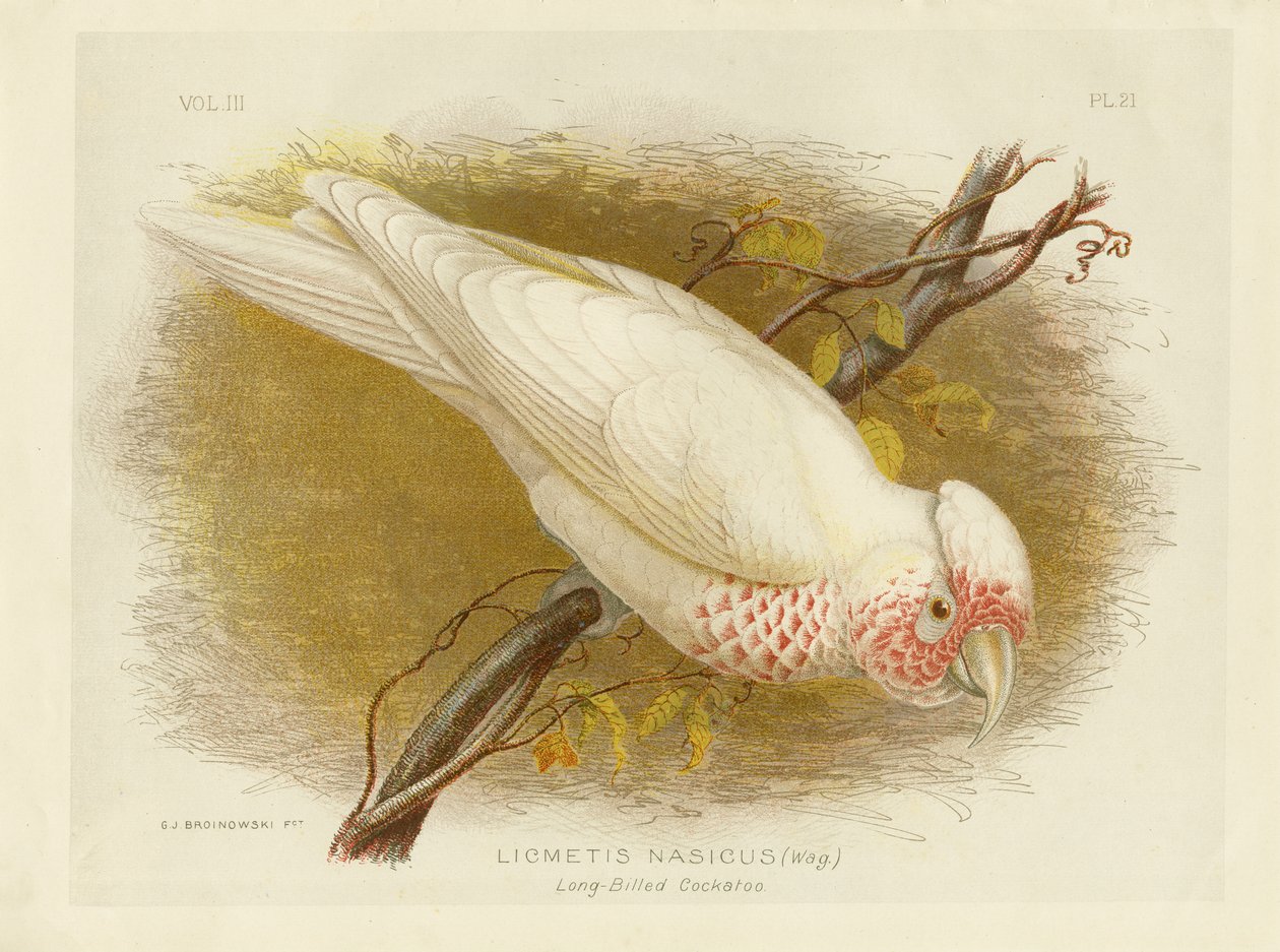 Cacatua-de-bico-comprido, 1891 de Gracius Broinowski