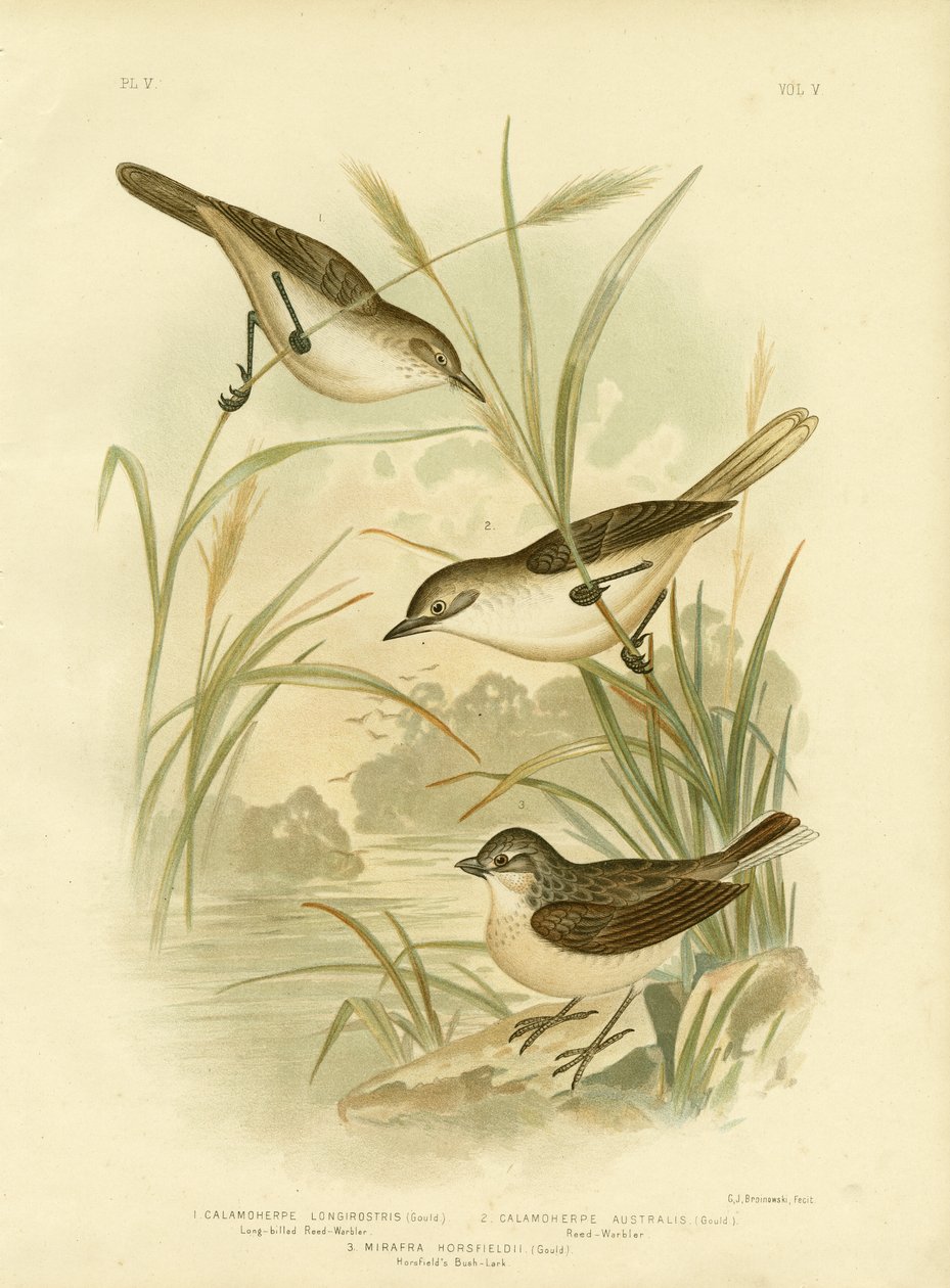 Long-Billed Reed-Warbler, 1891 de Gracius Broinowski