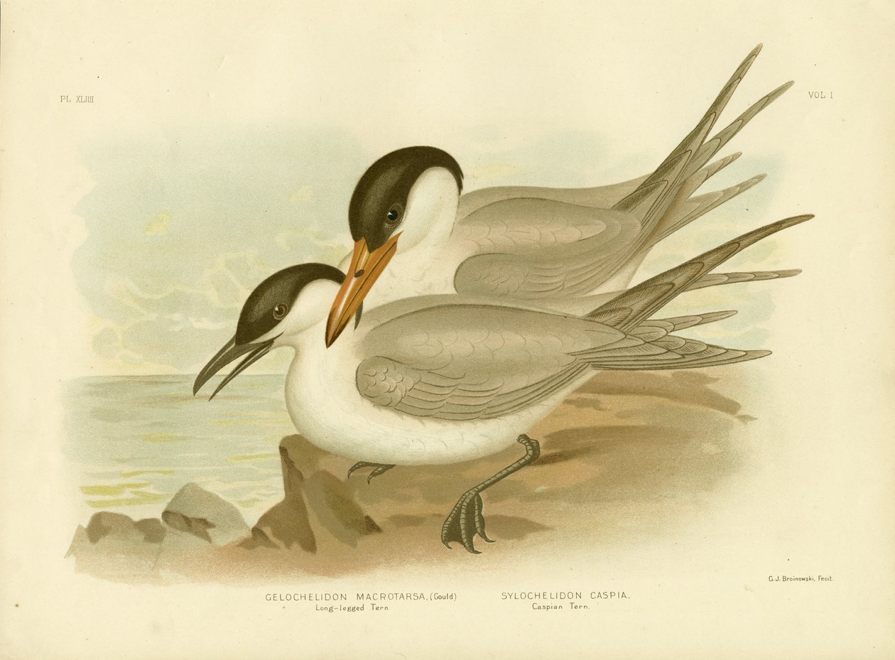 Andorinha-do-mar, 1891 de Gracius Broinowski