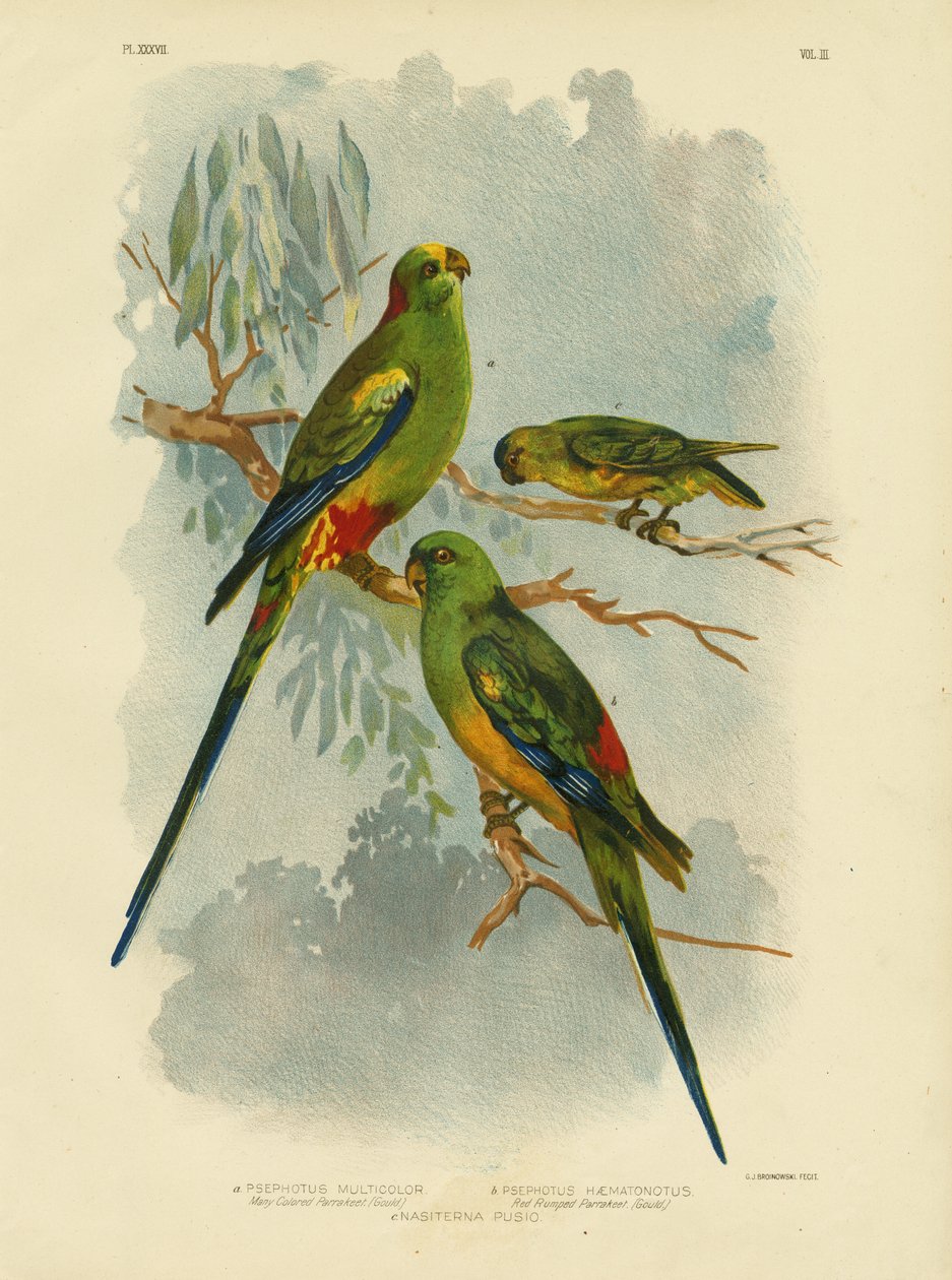 Periquito de muitas cores, 1891 de Gracius Broinowski