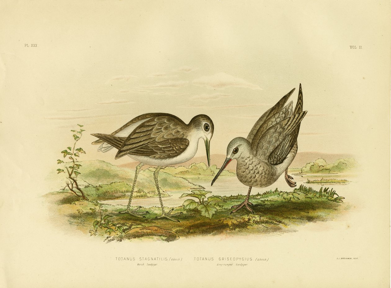 Marsh Sandpiper, 1891 de Gracius Broinowski