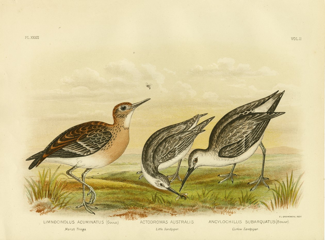 Marsh Tringa, 1891 de Gracius Broinowski