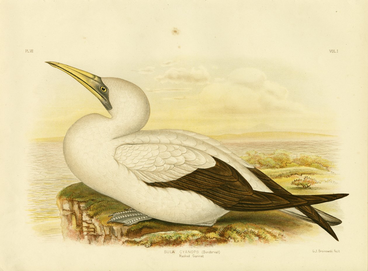 Ganso-patola mascarado, 1891 de Gracius Broinowski