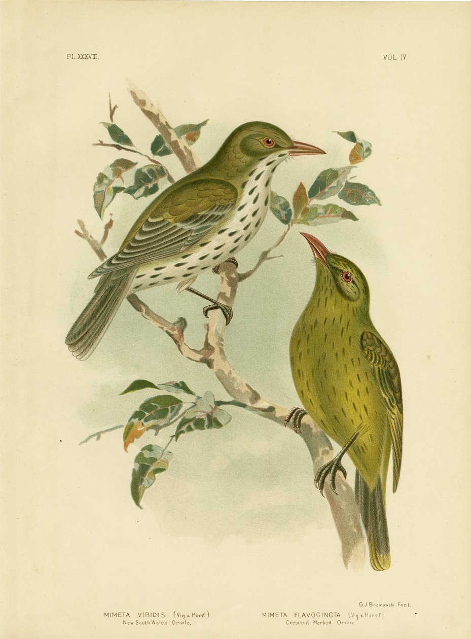 Nova Gales do Sul Oriole Or Green Oropendola, 1891 de Gracius Broinowski