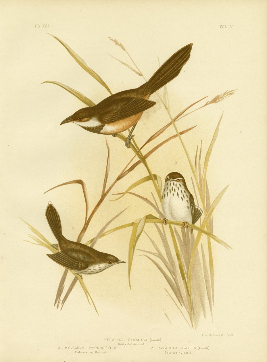 Noisy Scrub Bird, 1891 de Gracius Broinowski