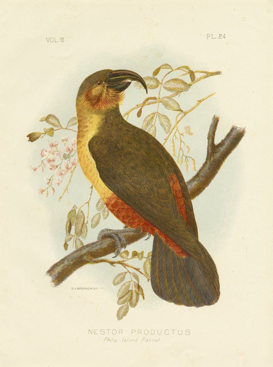Norfolk Kaka, 1891 de Gracius Broinowski