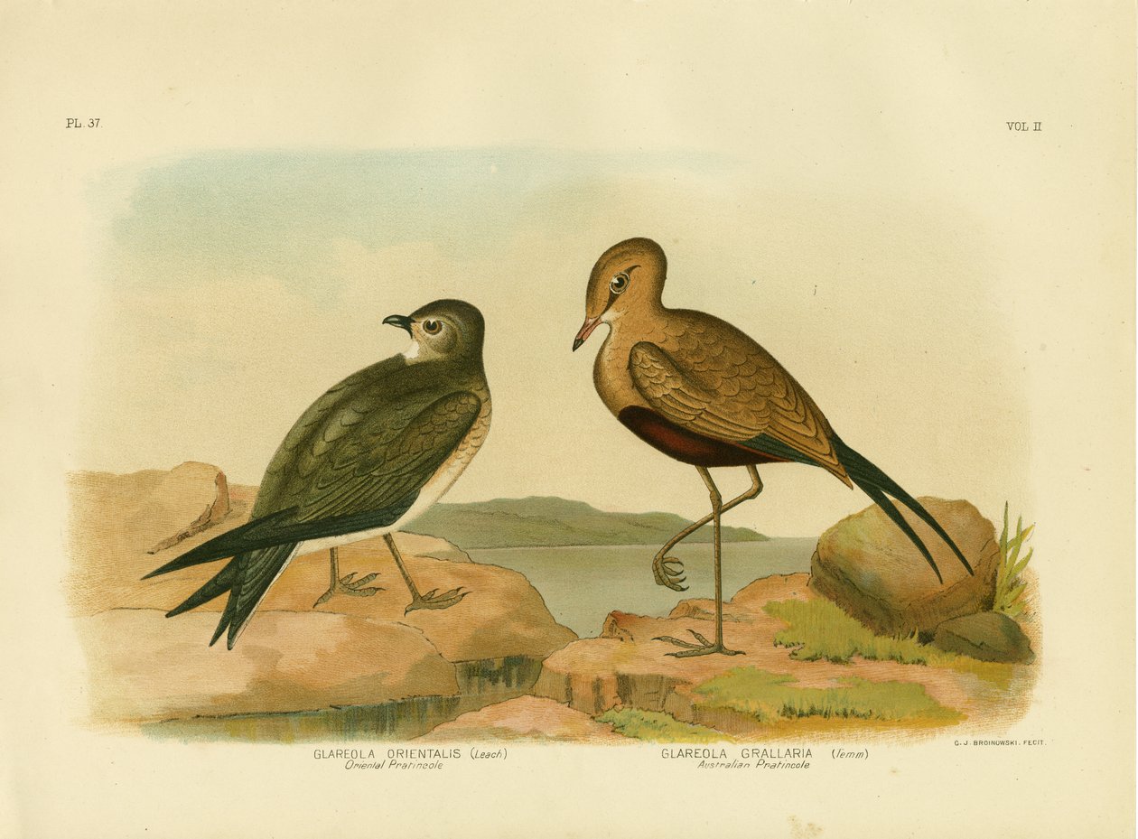 Pratincole oriental ou pequeno Pratincole, 1891 de Gracius Broinowski