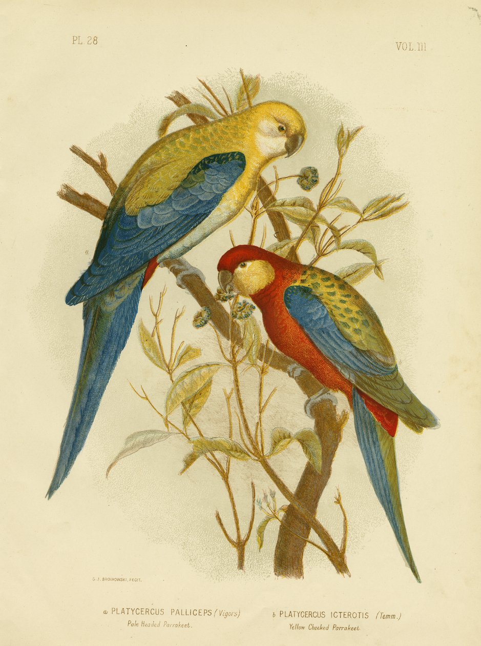 Periquito de cabeça pálida ou Rosela de cabeça pálida, 1891 de Gracius Broinowski