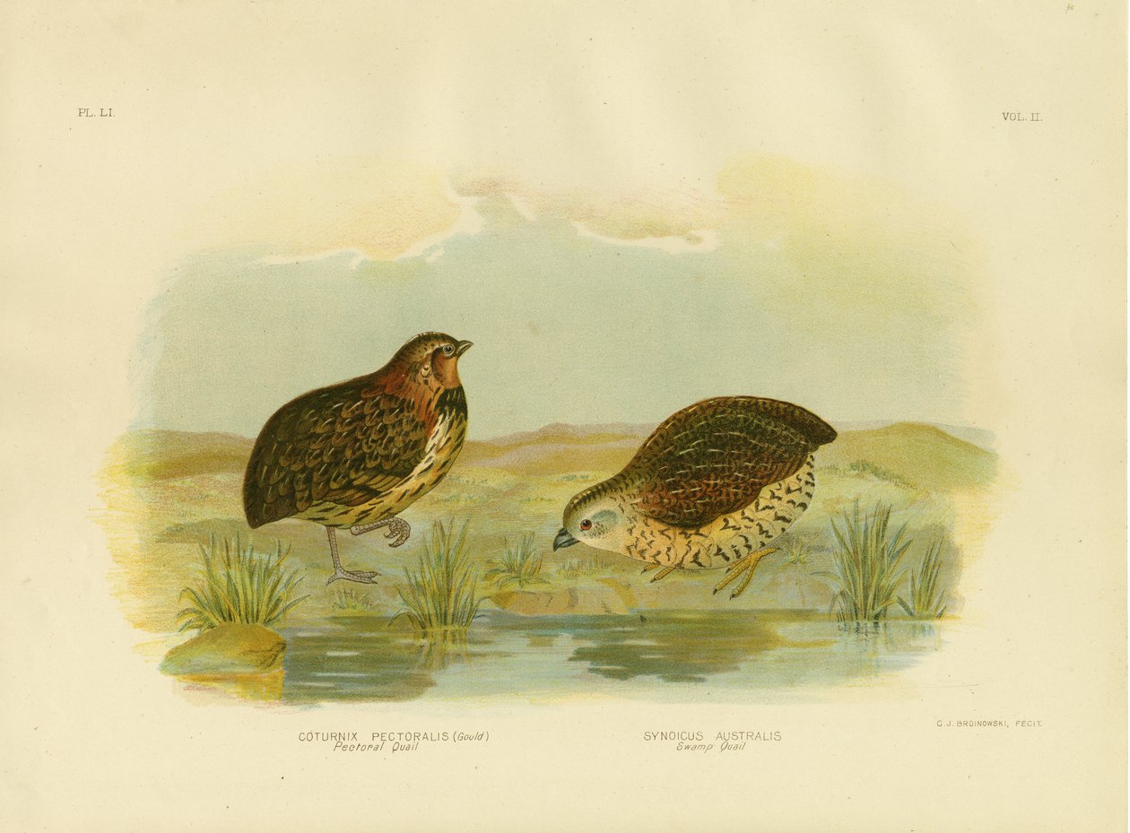 Codorna peitoral, 1891 de Gracius Broinowski