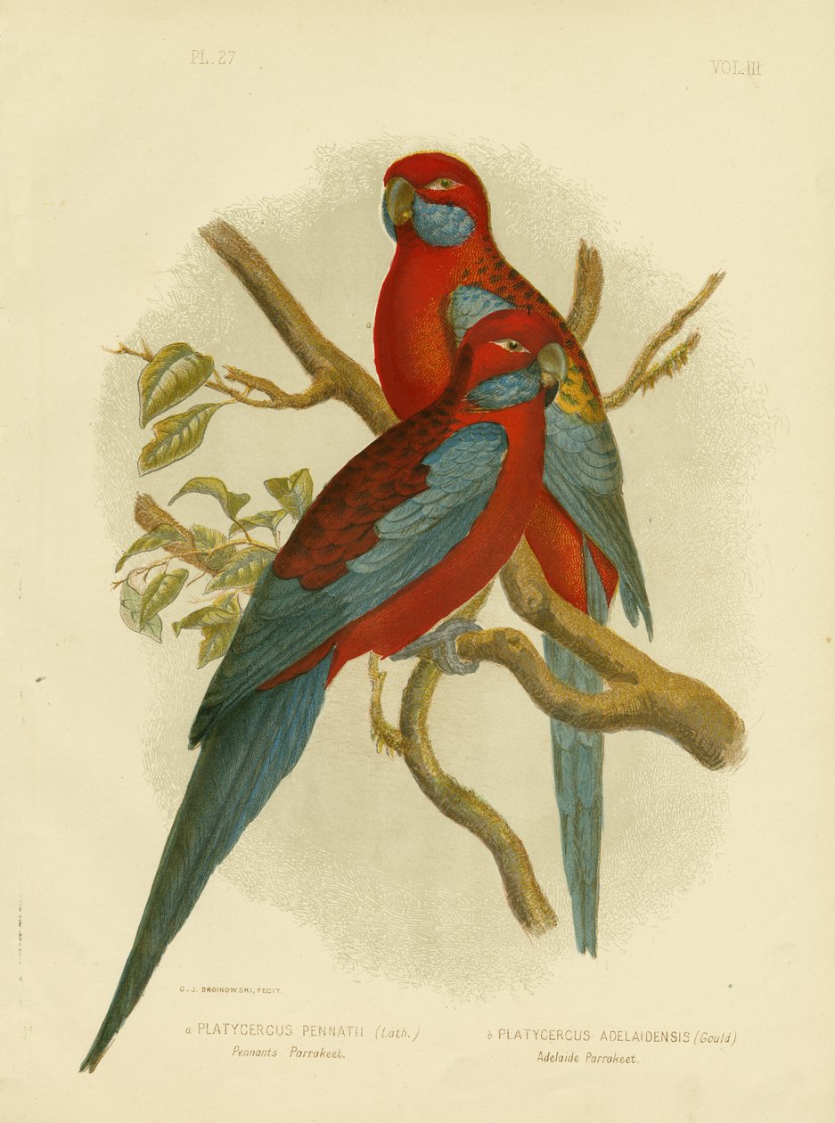 Periquito das flâmulas ou Rosella carmesim, 1891 de Gracius Broinowski