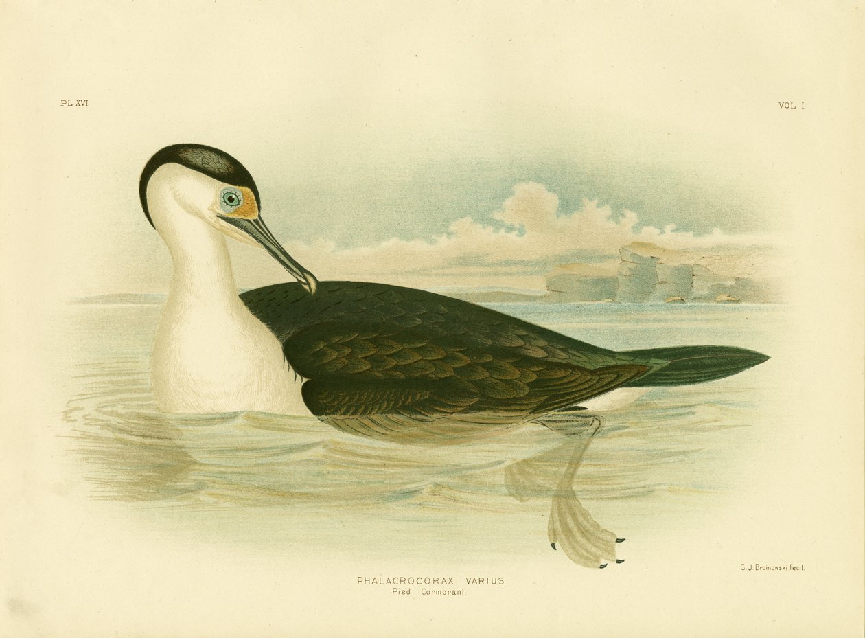 Pé de Cormorão, 1891 de Gracius Broinowski