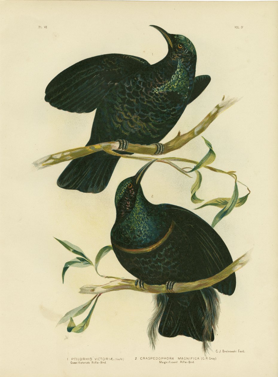 Rifle-Pássaro da Rainha Vitória, 1891 de Gracius Broinowski