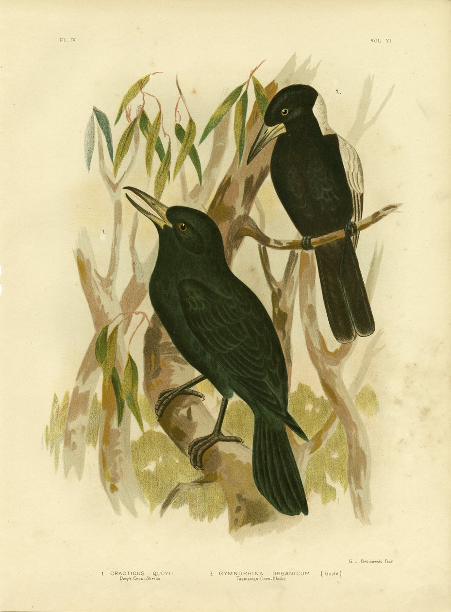 Corvo-Shrike de Quoy ou Carniceiro Negro, 1891 de Gracius Broinowski