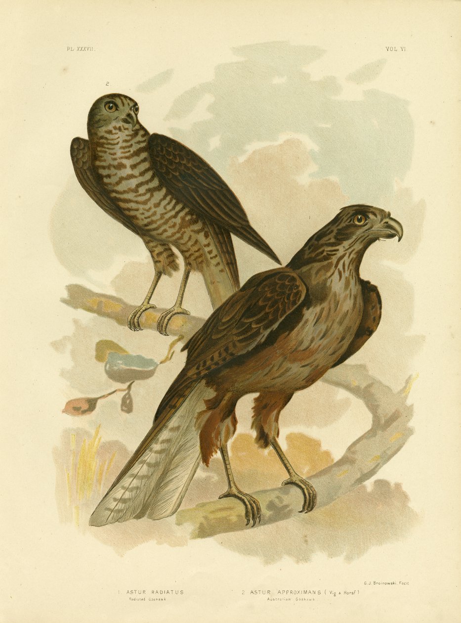 Goshawk irradiado, 1891 de Gracius Broinowski