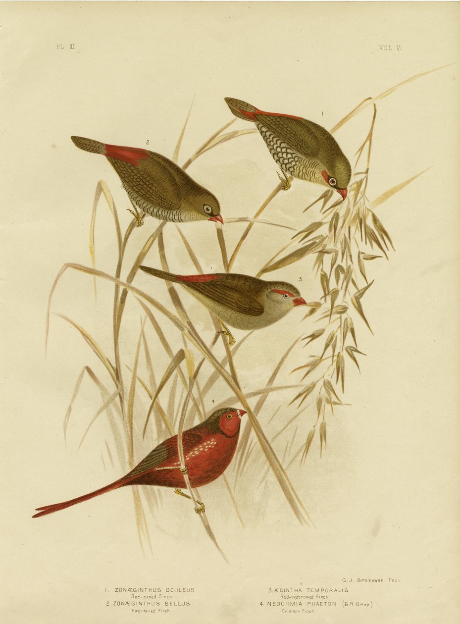 Passarinho Vermelho-Orelhudo, 1891 de Gracius Broinowski