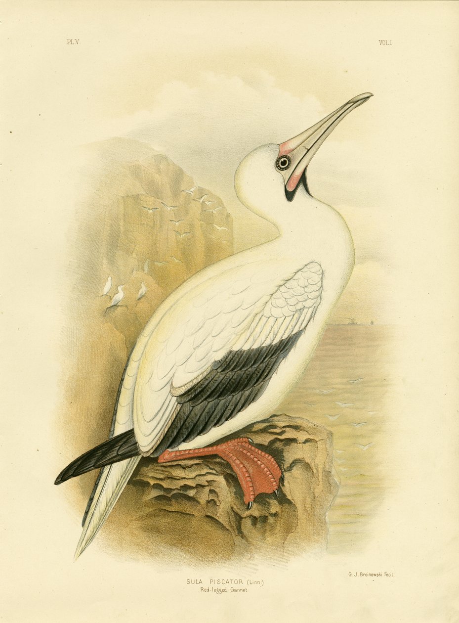 Ganso-patola-vermelho, 1891 de Gracius Broinowski
