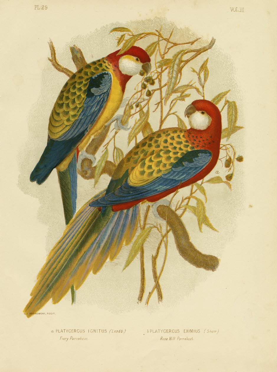 Rosella Parakeet Or Eastern Rosella, 1891 de Gracius Broinowski