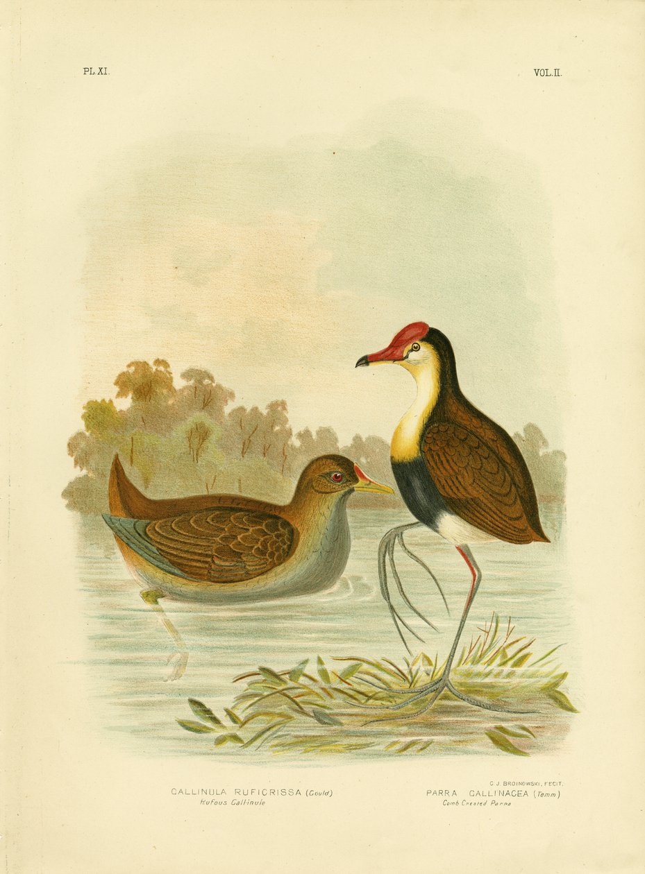 Gallinule Rufous ou Rufous-Tailed Waterhen, 1891 de Gracius Broinowski