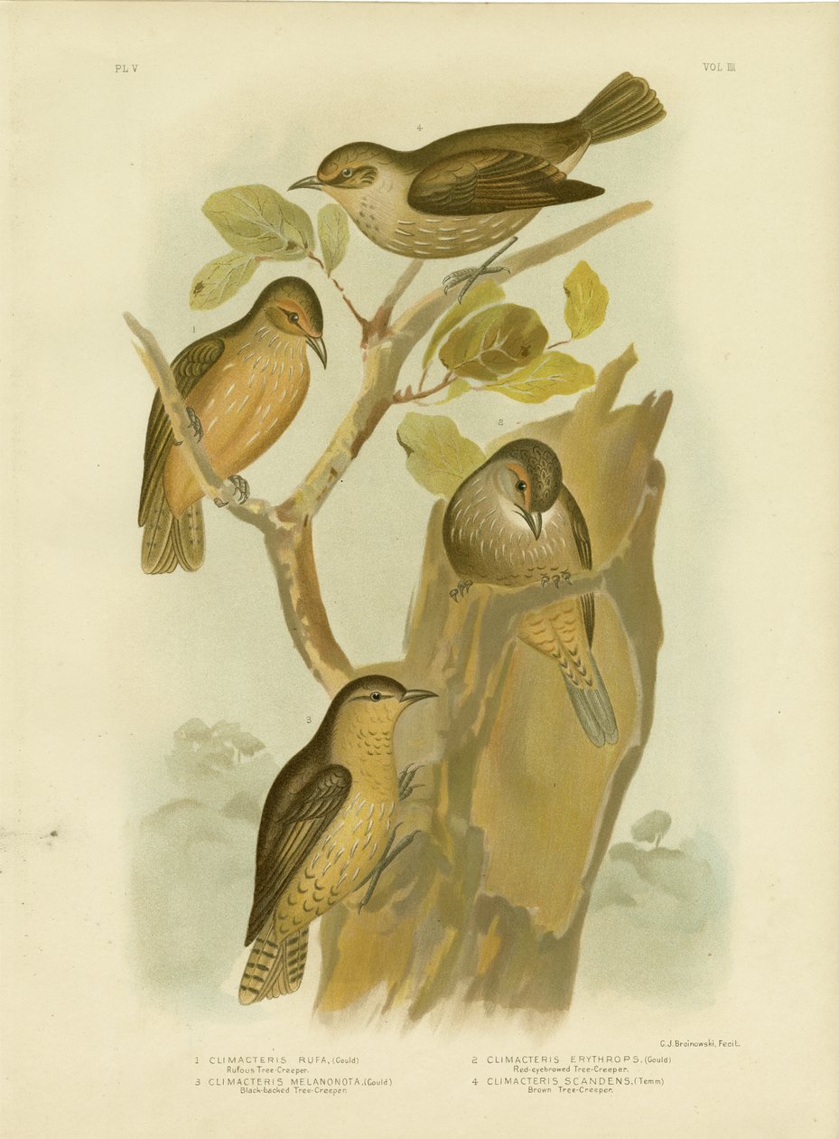 Trepadeira Rufous, 1891 de Gracius Broinowski