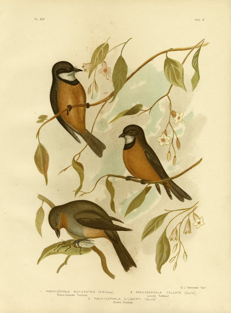 Assobiador Rufous, 1891 de Gracius Broinowski