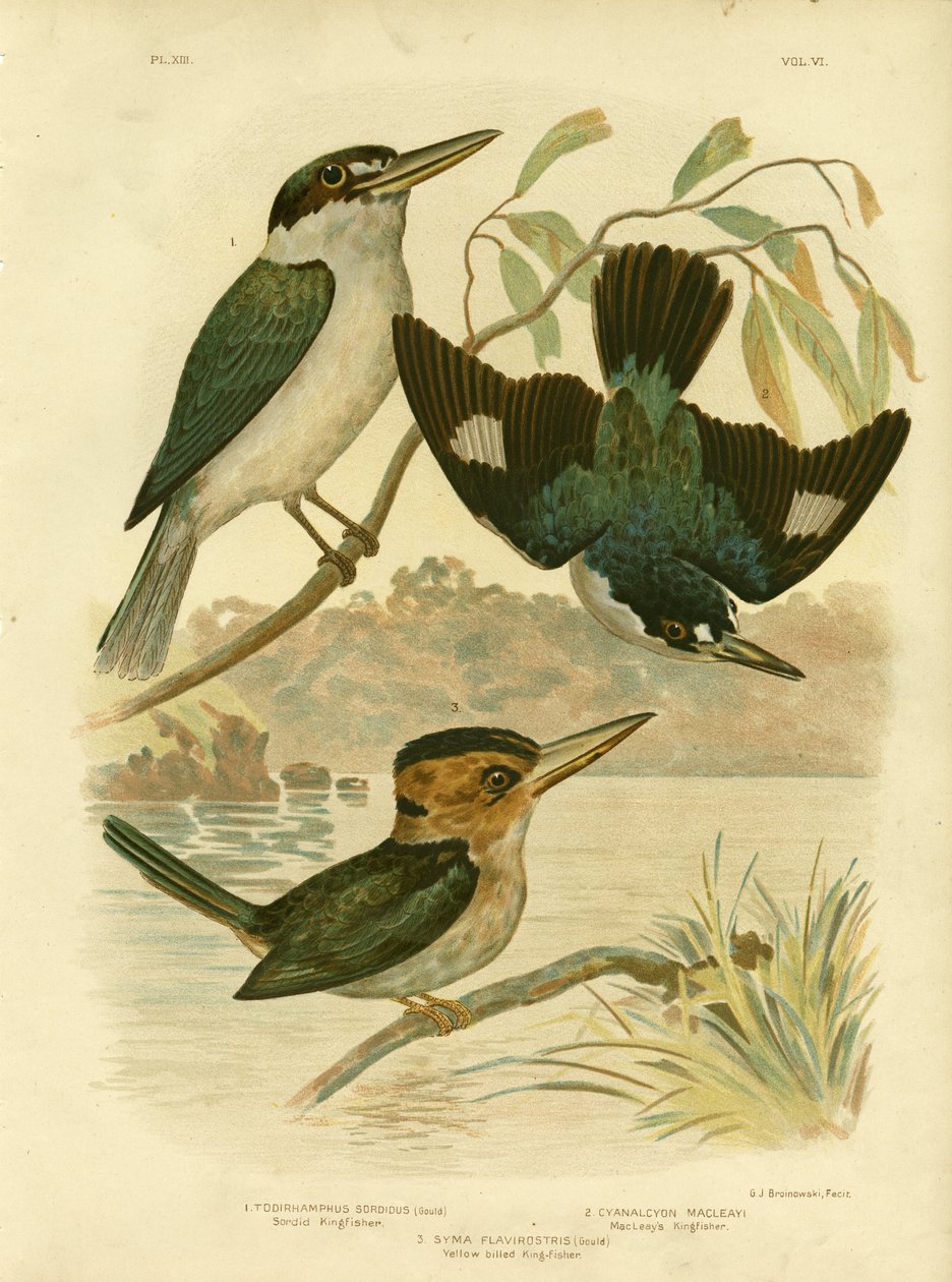 Sardid Kingfisher, 1891 de Gracius Broinowski