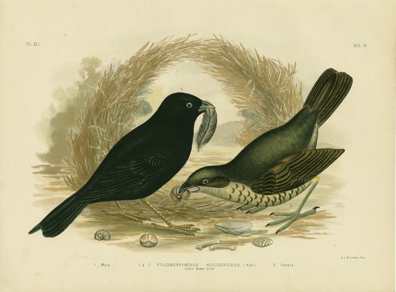 Bowerbird de cetim, 1891 de Gracius Broinowski