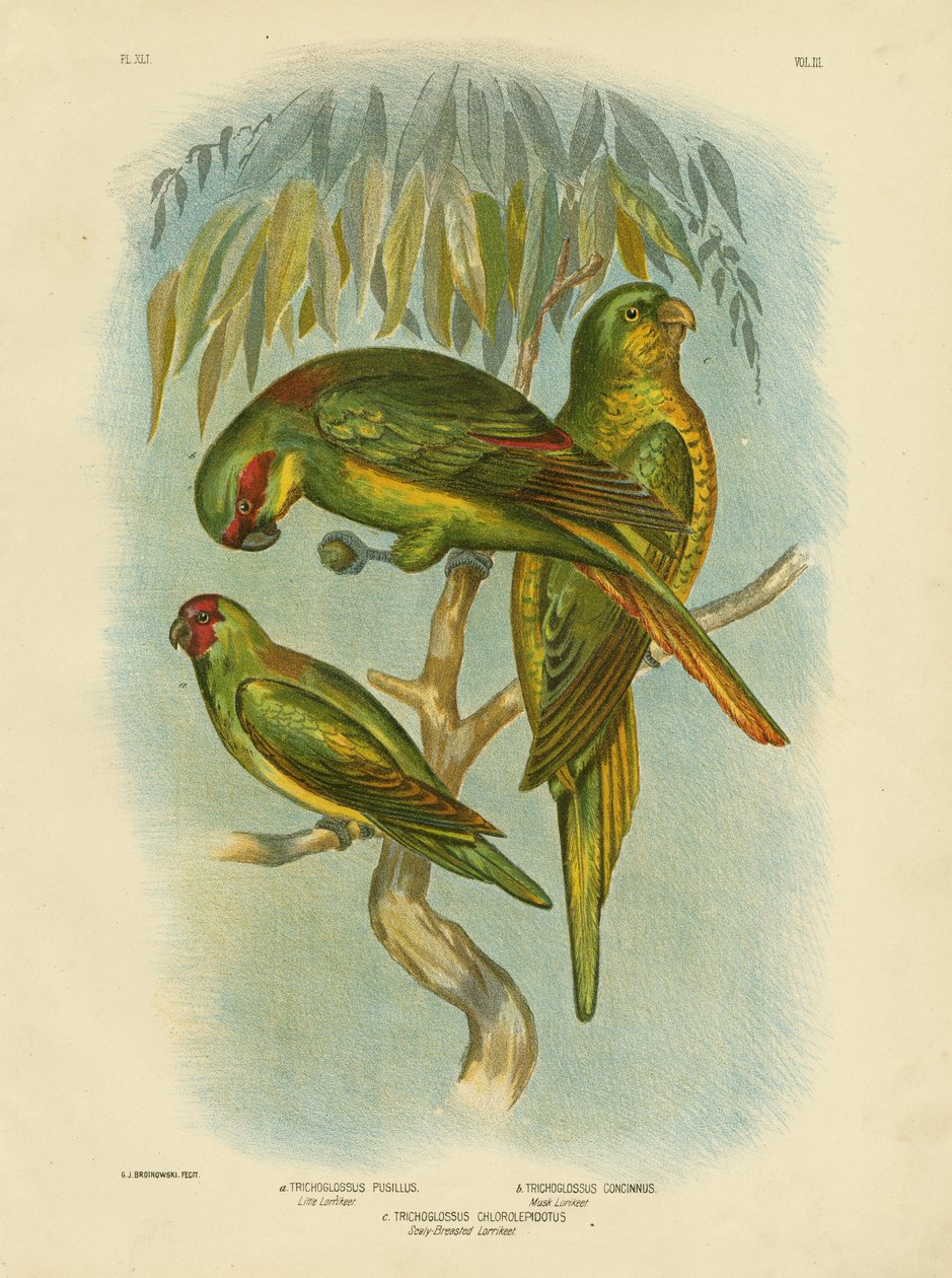 Lorikeet-de-peito-esculpido, 1891 de Gracius Broinowski
